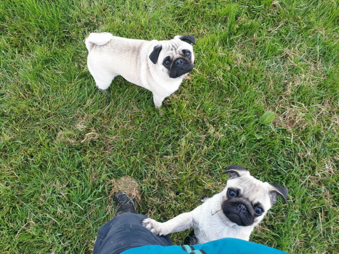 Muttlins Boarding Kennels